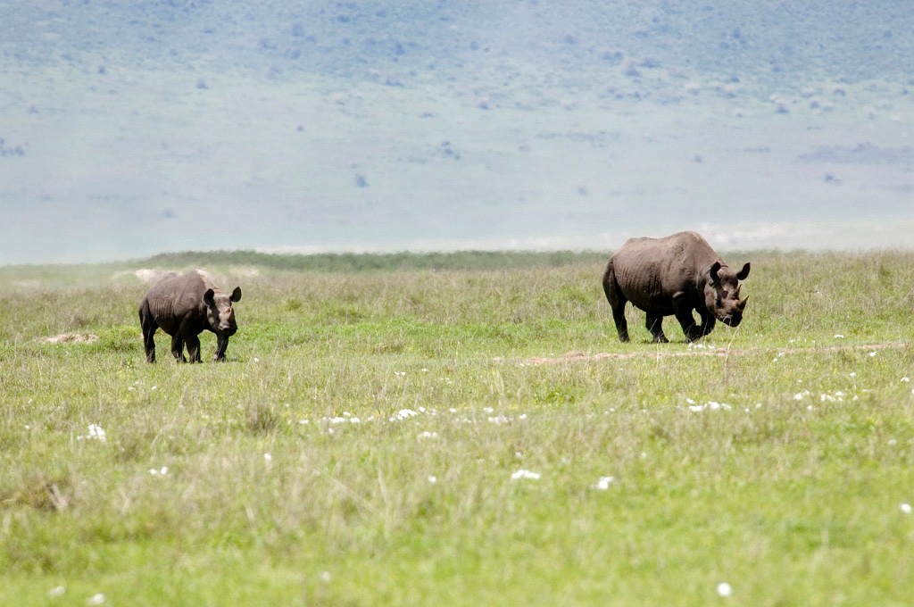 Ngorongoro Nasehorn med unge02.jpg - Black Rhinocerus (Diceros bicornis), Ngorongoro Tanzania March 2006